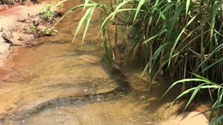 Huge Snake Swims Along Stream