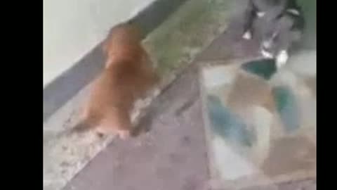 Pitbull vs french mastiff puppies fight must watch