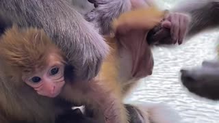 Cute little monkey