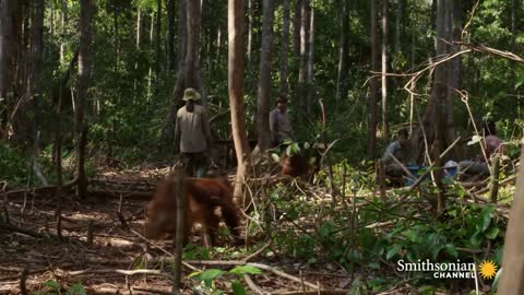 Baby Orangutans Learn How to Crack Coconuts