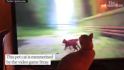 Video game Stray delights pet cats