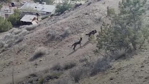 Rescue Wolfdog Finds A New Pack to Howl With - SARGE | The Dodo