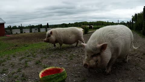Rescued pig smiles with delight when he is given his first watermelon
