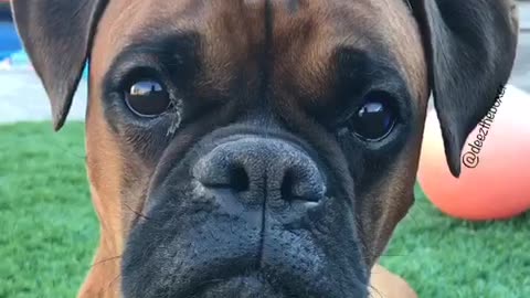 Brown boxer stares at owner while toy squeaks