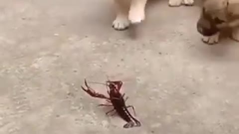 Dog teasing scorpions