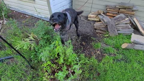 Dog That Lost Leg to Cancer is Back to Chomping at Water