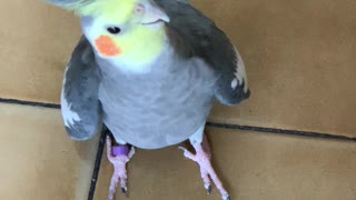 Toe Tapping With a Cockatiel