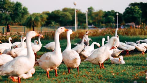 Duck walk in group