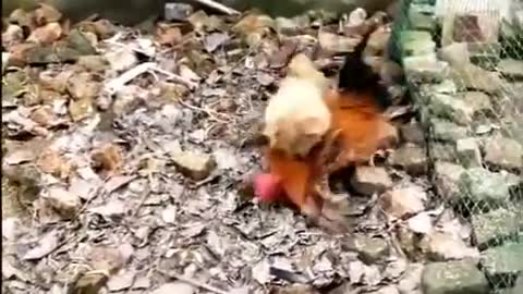 Chicken VS Dog Fight