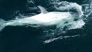 Rare White Killer Whale