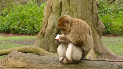 Monkey eating apple so lovely❤️🐒❤️