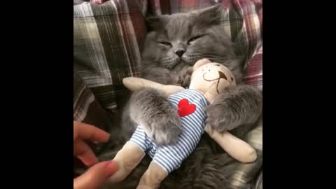 Gatito muy cariñoso habrazando a su pechule