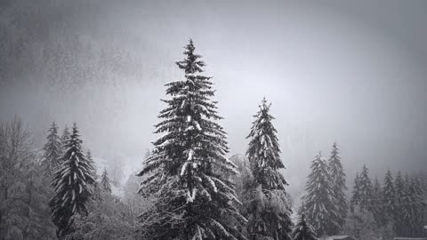 Snowing on trees - relaxing, gentle, calming