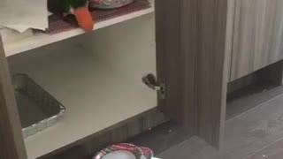 Bird Cleans out the Cupboards