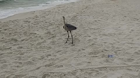 Bird watching at the beach