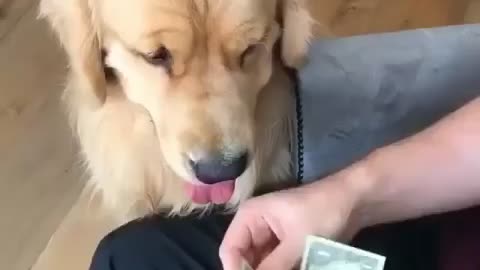 Dog help counting cash