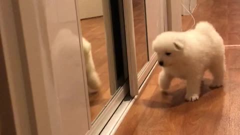 Baby Samoyed playing with miror