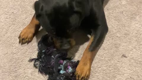 Baby Rott going crazy! - She is always like this!