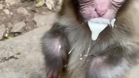 The cute baby monkey is eating