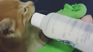 MY small kitten drinking milk