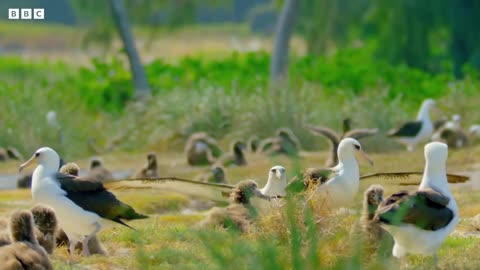 The World's Oldest Known Bird | Earth's Tropical Islands | BBC Earth