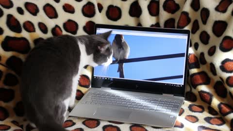 Cute Cat Playing with the PC