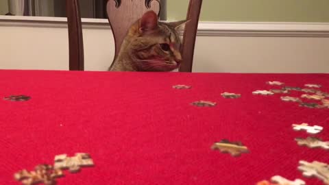 Curious Cat Runs Off With Random Puzzle Piece