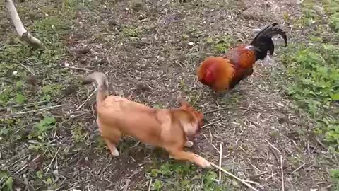 Kogut zielononóżki w konfrontacji z psem