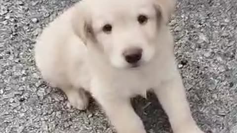 Cute puppies