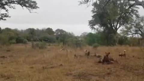 Cheetah vs Hyena vs Wild dog