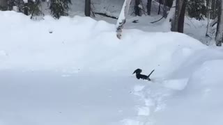 Beagle puppy experiences first Alaskan snowstorm