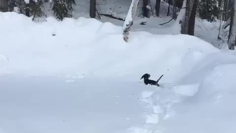 Beagle puppy experiences first Alaskan snowstorm