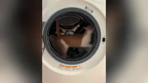 Funny Cat Video 18