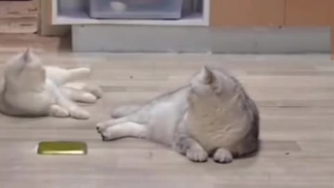 A cat with extraordinary skills