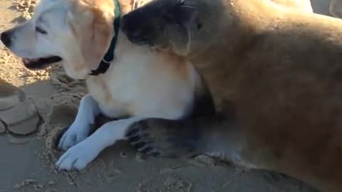 Seal and Dog become best friends.