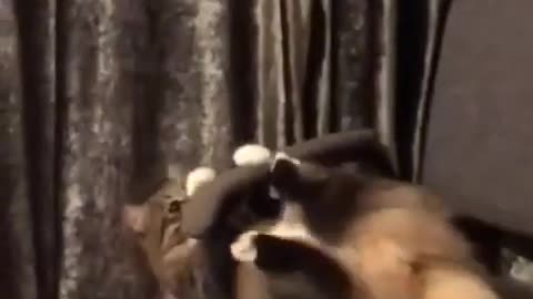 Cat funny videos