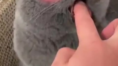 Angry Cat 😾 Cute Cat Videos