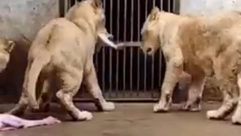 #Dinner time #animals #Lion