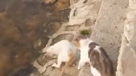 Amazing cats hunting fish in lake😂🐈🐟