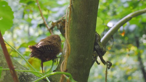 cute Beautiful bird 2