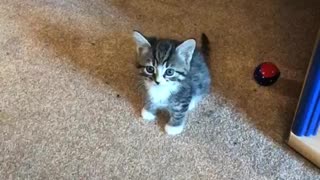 Kitten arguing with owner