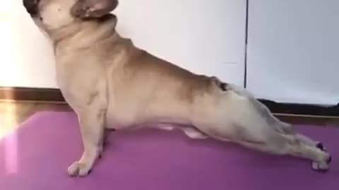 Funny pug doing yoga 😂