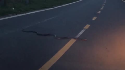 Motorcycle Doesn't Wait for Snake to Cross Road