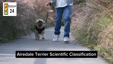 Airedale Terrier Scientific Classification | National geographic 24