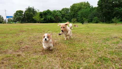 The Dogs playing.