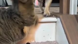 French Bulldog Vs Cat!