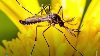 Mosquitos cambian de sexo