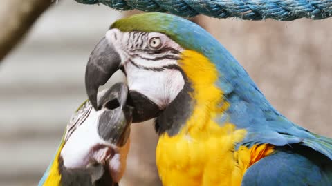 Parrot couple play