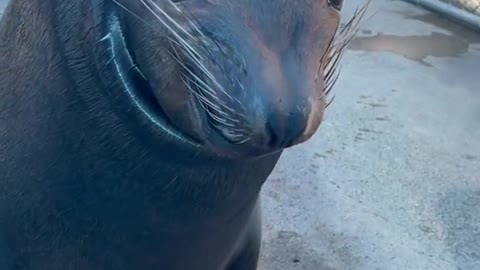 Wyland’sback!!#nonreleasable#sealion