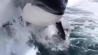 big Orca jumping